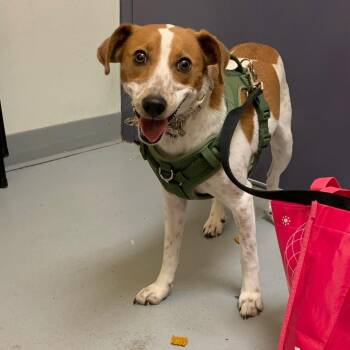 Collie Dogs Available for Adoption in Charlottesville, Virginia - Jovie | PetCurious