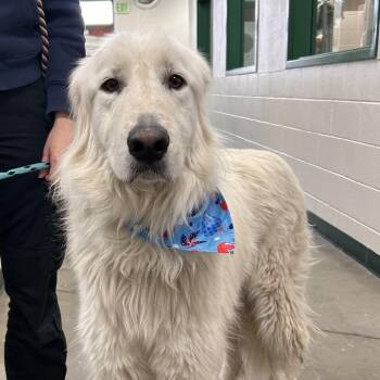 Elizalde -  Great Pyrenees Dog for Adoption in Reno, Nevada - Elizalde | PetCurious