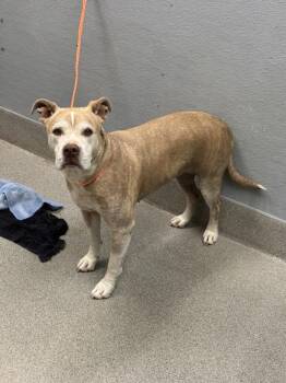 THUMBALINA -  Pit Bull Terrier Dog for Adoption in Las Vegas, Nevada - THUMBALINA | PetCurious