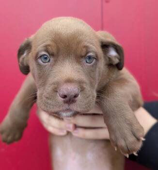 Wonka -  Affenpinscher and Retriever Dog for Adoption in Defiance, Ohio - Wonka | PetCurious
