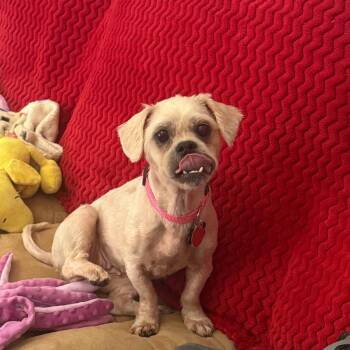 Chili -  Shih Tzu and Mixed Breed Dog for Adoption in Helena, Alabama - Chili | PetCurious
