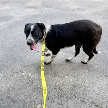 Neveah -  Border Collie Dog for Adoption in Petersburg, Virginia - Neveah | PetCurious