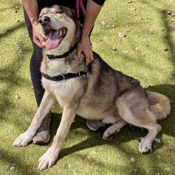 Rescue Anatolian Shepherd Dogs for Adoption in Austin, Texas - Dipper | PetCurious