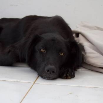 Evie -  Border Collie and Mixed Breed Dog for Adoption in San Juan, San Juan - Evie | PetCurious