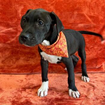 Ranger -  Boxer and Pit Bull Terrier Dog for Adoption in Smithville, Tennessee - Ranger | PetCurious