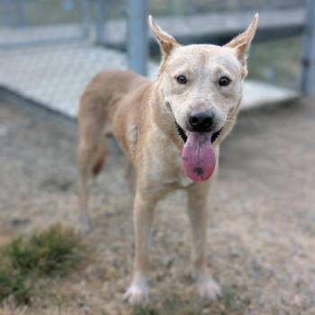 SKUTTLE -  Chow Chow and Siberian Husky Dog for Adoption in Conroe, Texas - SKUTTLE | PetCurious