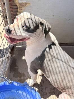 Boxer and Pit Bull Terrier Dogs Available for Adoption in Dripping Springs, Texas - Rose | PetCurious