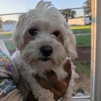 Janus -  Bichon Frise and Poodle Dog for Adoption in Blue Earth, Minnesota - Janus | PetCurious
