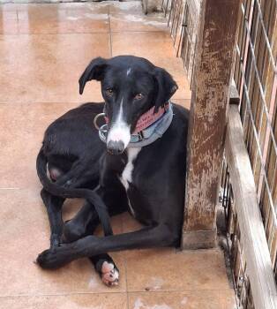 Mizuki -  Galgo Spanish Greyhound Dog for Adoption in Winter Park, Florida - Mizuki | PetCurious
