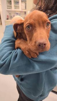 Mixed Breed Dogs Available for Adoption - VIOLET | PetCurious