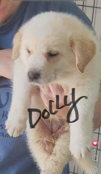 Dolly -  Shepherd Dog for Adoption in Stover, Missouri - Dolly | PetCurious