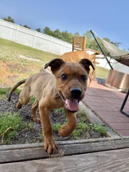 Mixed Breed Dogs Available for Adoption in Pawleys Island, South Carolina - Bun | PetCurious
