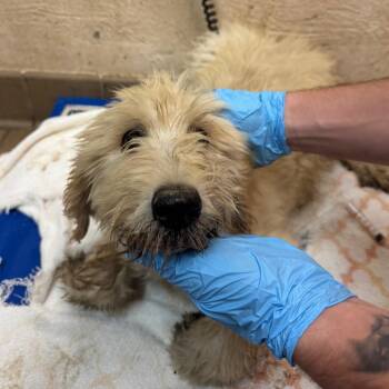 Shiloh -  Terrier Dog for Adoption in Birmingham, Alabama - Shiloh | PetCurious