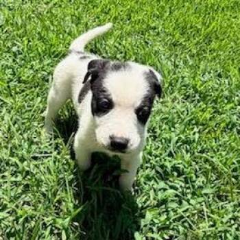 Boy #4 -  Husky and Pit Bull Terrier Dog for Adoption in Austell, Georgia - Boy #4 | PetCurious