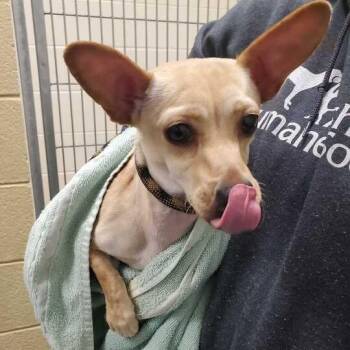 Luna -  Mixed Breed Dog for Adoption in Asheville, North Carolina - Luna | PetCurious