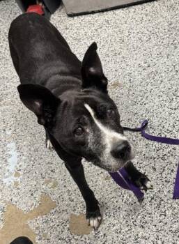 Agatha -  Mixed Breed Dog for Adoption in West Chester, Pennsylvania - Agatha | PetCurious