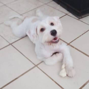 STELLA -  Giant Schnauzer and Schnauzer Dog for Adoption - STELLA | PetCurious