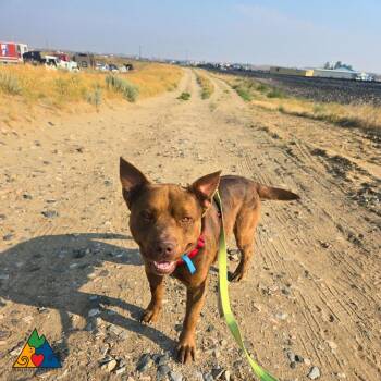 Teddy -  Mixed Breed and American Staffordshire Terrier Dog for Adoption in Douglas, Wyoming - Teddy | PetCurious