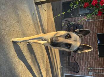 Rescue German Shepherd Dog Dogs for Adoption in Tallulah, Louisiana - Joe | PetCurious