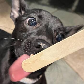 Mixed Breed Dogs Available for Adoption in Chattanooga, Tennessee - Lochness Monster | PetCurious