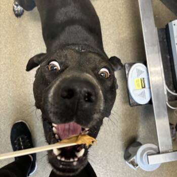 Barnaby -  Black Labrador Retriever and Mixed Breed Dog for Adoption in Council Bluffs, Iowa - Barnaby | PetCurious