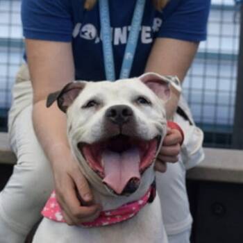 Rescue Mixed Breed Dogs for Adoption in New York, New York - Lilly Claire | PetCurious