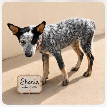 Shania -  Australian Cattle Dog Blue Heeler Dog for Adoption in Phoenix, Arizona - Shania | PetCurious