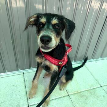 Max -  German Wirehaired Pointer Dog for Adoption in Tampa, Florida - Max | PetCurious