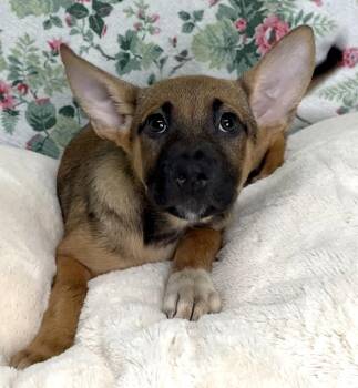 261235  Kallie -  Shepherd Dog for Adoption in Wetumpka, Alabama - 261235  Kallie | PetCurious