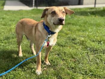 Dachshund and Terrier Dogs Available for Adoption in Portland, Oregon - Elbow Macaroni | PetCurious