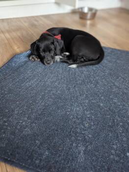 German Shorthaired Pointer Dogs Available for Adoption in Alexandria, Virginia - Rider | PetCurious