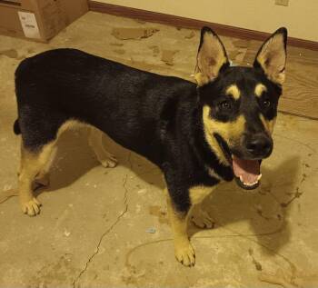 Finian -  German Shepherd Dog Dog for Adoption in Lancaster, California - Finian | PetCurious
