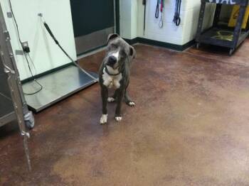 Rescue Pit Bull Terrier Dogs for Adoption in Thousand Palms, California - KING | PetCurious