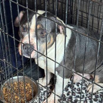 Rocky -  American Bulldog Dog for Adoption in Anahuac, Texas - Rocky | PetCurious
