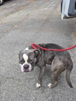 Pit Bull Terrier and Boxer Dogs Available for Adoption in Lawrenceville, Georgia - Pen 119 Freddie | PetCurious