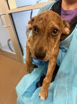 Tiger Lilly -  Mixed Breed Dog for Adoption in Wichita, Kansas - Tiger Lilly | PetCurious