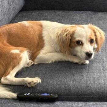 Padme -  Mixed Breed Dog for Adoption in San Francisco, California - Padme | PetCurious