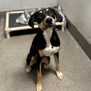 BRITTNEY -  Foxhound and Mixed Breed Dog for Adoption - BRITTNEY | PetCurious