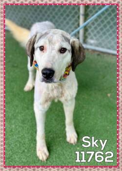 Rescue Shepherd Dogs for Adoption in Marietta, Georgia - SKY | PetCurious
