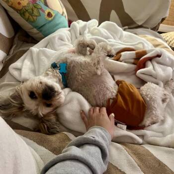 Shih Tzu and Mixed Breed Dogs Available for Adoption in Chicago, Illinois - Jay | PetCurious