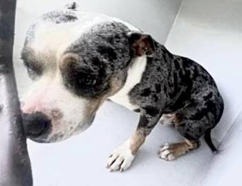 Pit Bull Terrier Dogs Available for Adoption in Houston, Texas - A654845 | PetCurious