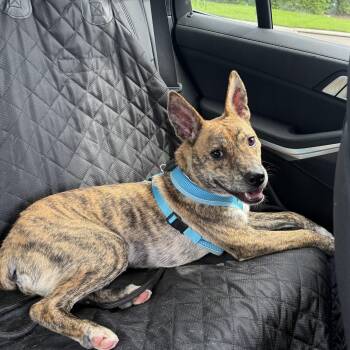 Wilder -  Terrier Dog for Adoption in Tallahassee, Florida - Wilder | PetCurious