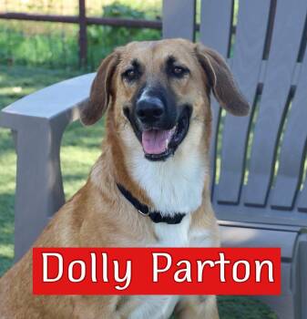 Dolly Parton -  Hound and Rhodesian Ridgeback Dog for Adoption in Southlake, Texas - Dolly Parton | PetCurious