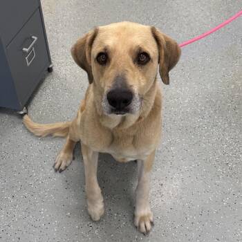 Fat Boy -  Yellow Labrador Retriever and Mixed Breed Dog for Adoption in Galax, Virginia - Fat Boy | PetCurious
