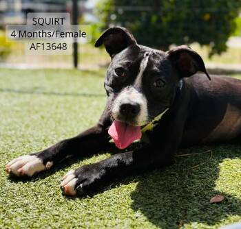 Pit Bull Terrier Dogs Available for Adoption - Squirt | PetCurious