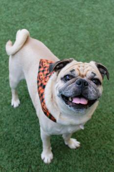 Roman -  Pug Dog for Adoption in Gardena, California - Roman | PetCurious
