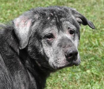Harry -  Mixed Breed Dog for Adoption in Millfield, Ohio - Harry | PetCurious