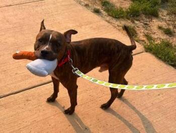 Baby G -  Mixed Breed Dog for Adoption in Fairfax, Virginia - Baby G | PetCurious