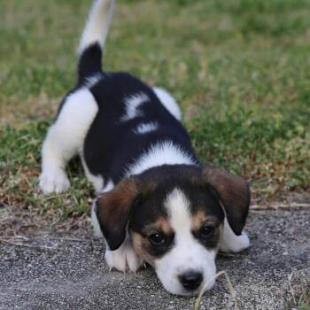 Beagle Dogs Available for Adoption in Chattanooga, Tennessee - Cake | PetCurious