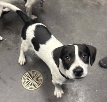 Hound and Mixed Breed Dogs Available for Adoption in North Charleston, South Carolina - 05202B Dale | PetCurious